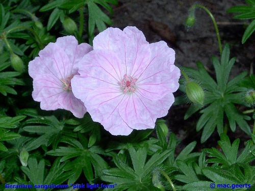 Geranium sanguineum pink light form'